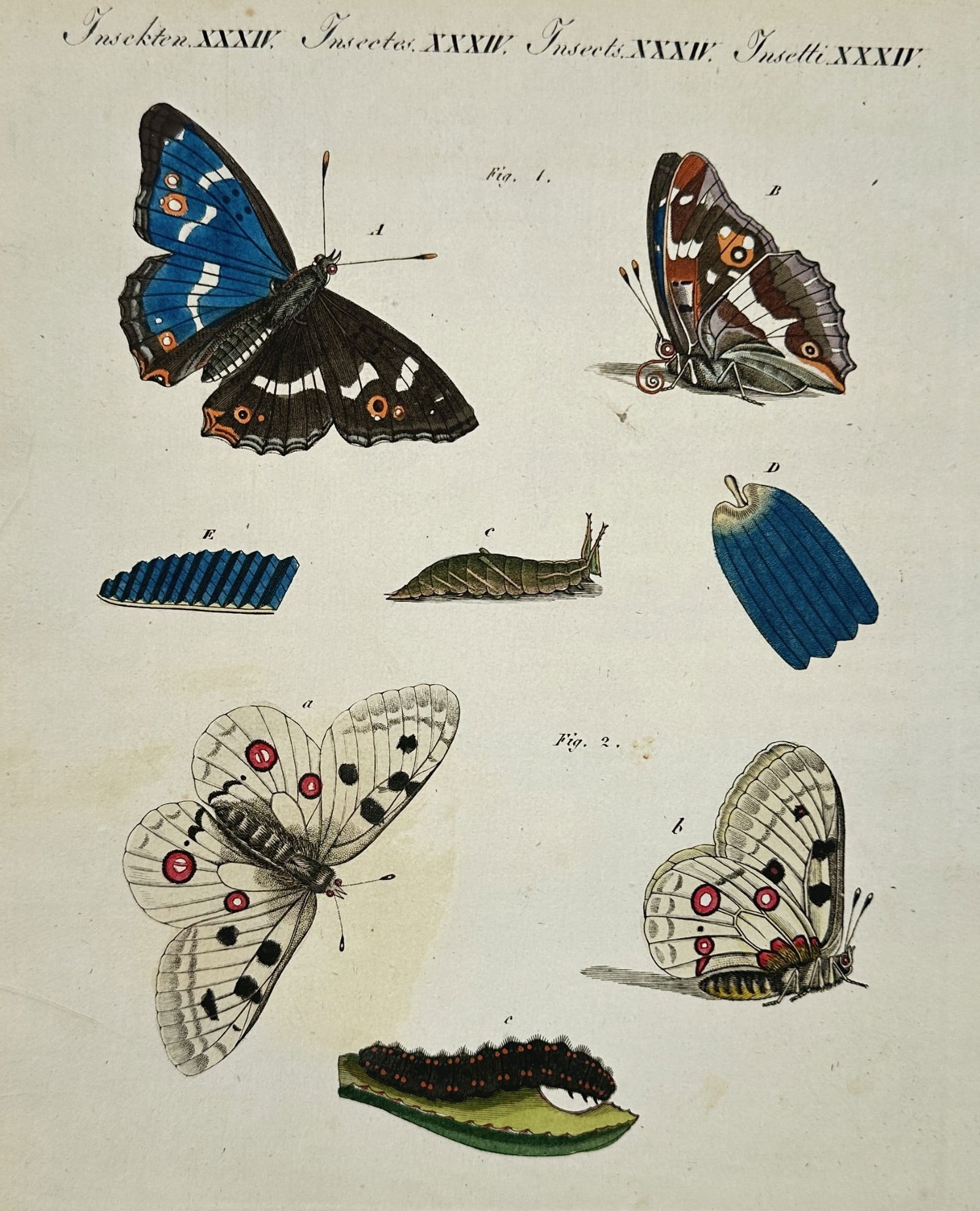 Friedrich Justin Bertuch (1747–1822) – Lifecycle of Butterflies and Caterpillars (1 of 2)