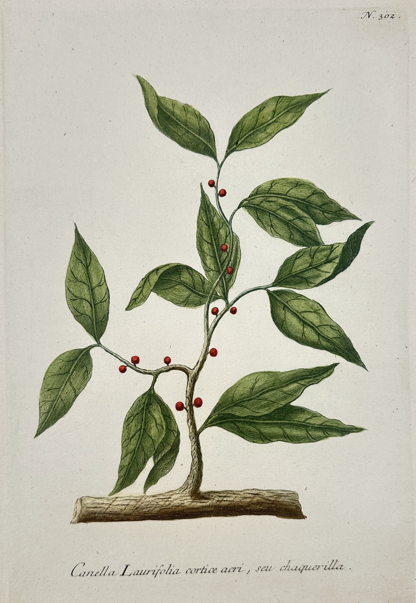 Johann Wilhelm Weinmann (1683–1741) – Wild Cinnamon – Engraving (1737–1745) (1 of 2)