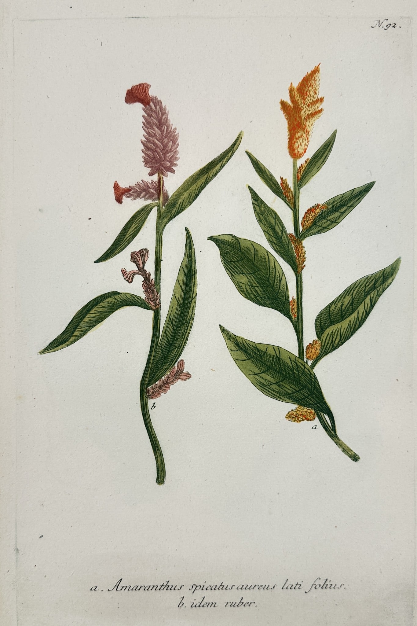 Johann Wilhelm Weinmann (1683–1741) – Amaranthus Botanical Studies – Engraving: This engraving depicts two distinct varieties of amaranthus, featuring upright flowering spikes in vibrant shades of pink and orange. The illustration captures the lance-shaped green leaves and the te
