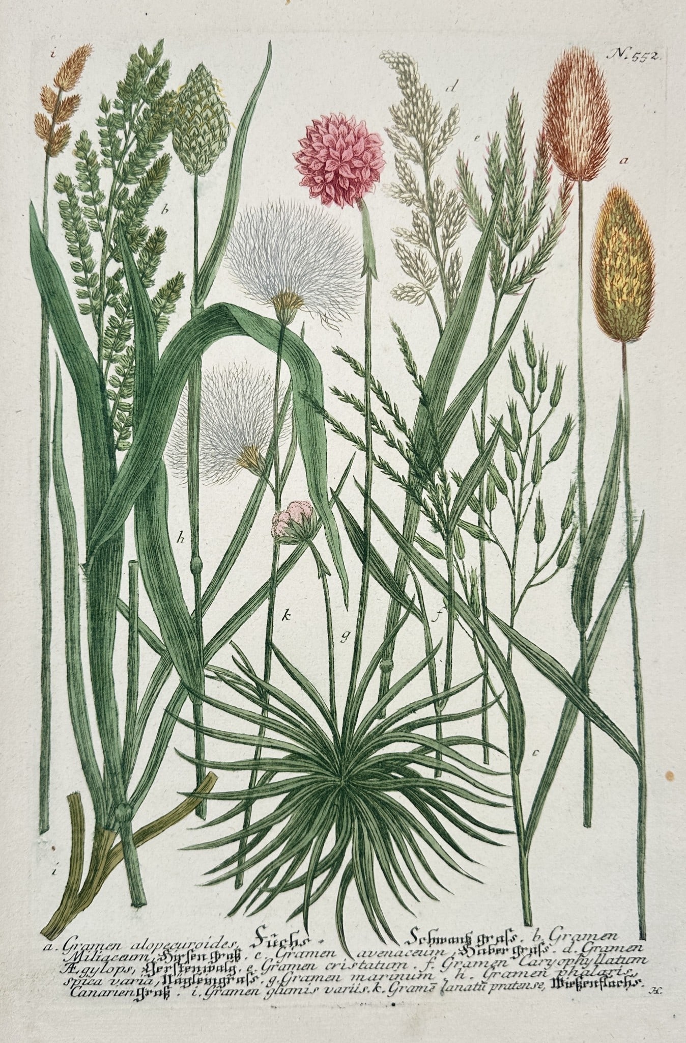 Johann Wilhelm Weinmann (1683–1741) – Various Grassy Plant Species – Engraving (1 of 2)