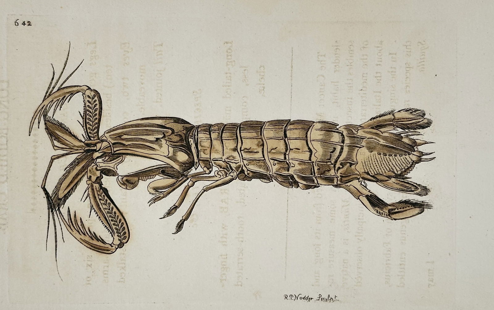 Frederick Polydore Nodder (1751–1801) – Mantis Shrimp – Hand-colored Engraving (1 of 2)