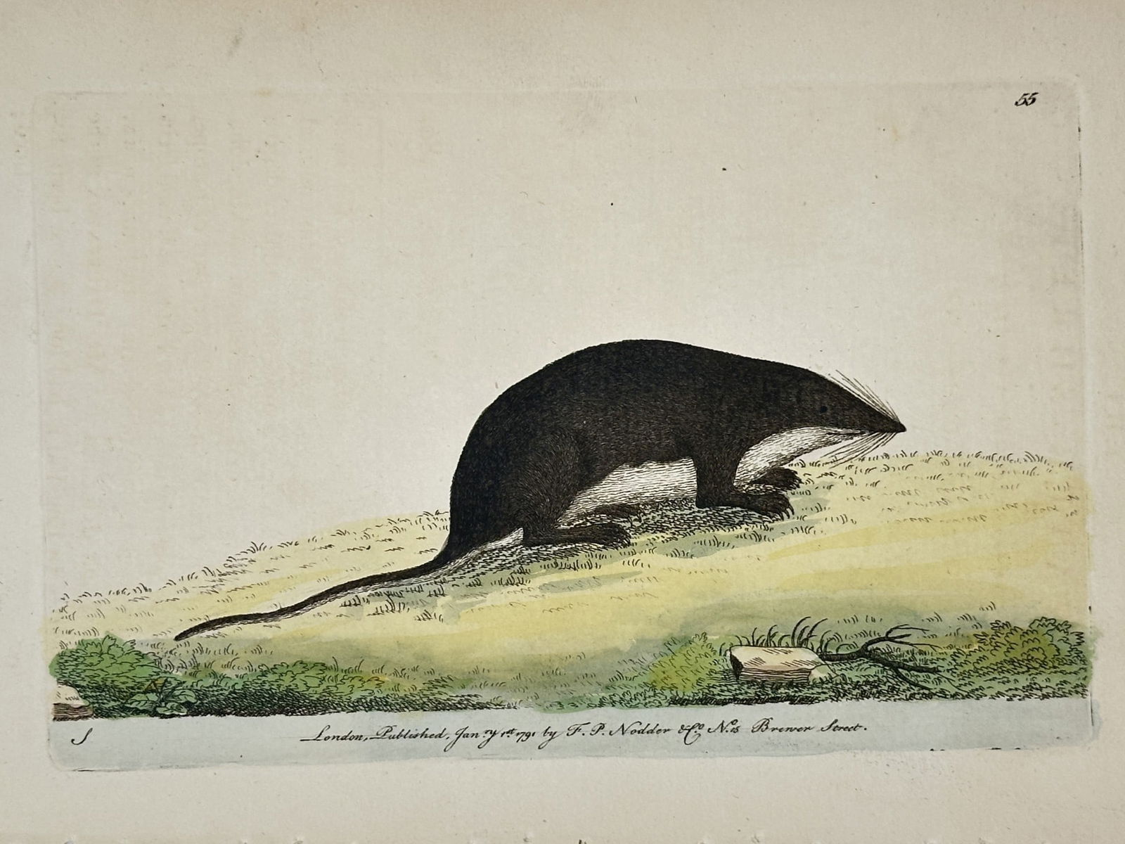 Frederick Polydore Nodder (1751–1801) – Water Shrew – Hand-colored Engraving (1 of 2)