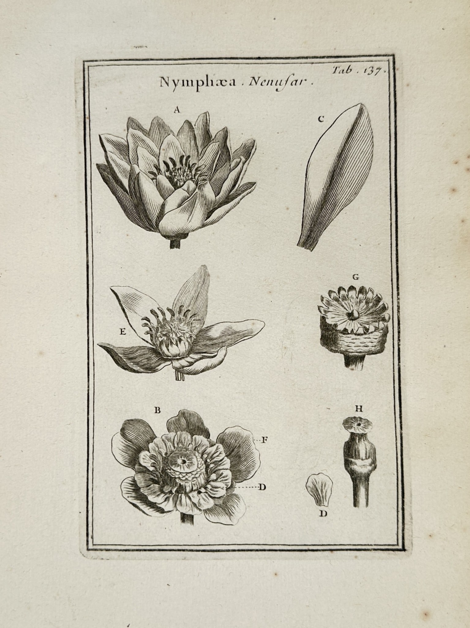 Joseph Pitton de Tournefort (1656–1708) – Botanical Illustrations of Water Lilie (1 of 2)