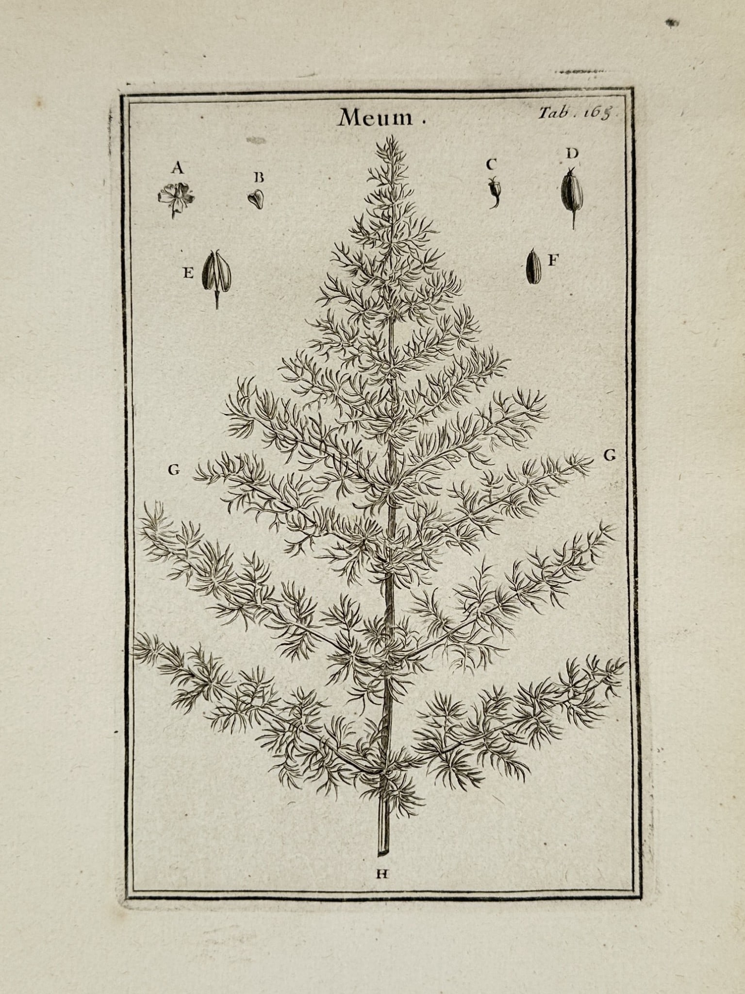 Joseph Pitton de Tournefort (1656–1708) – Botanical Illustrations of Spignel (1 of 2)