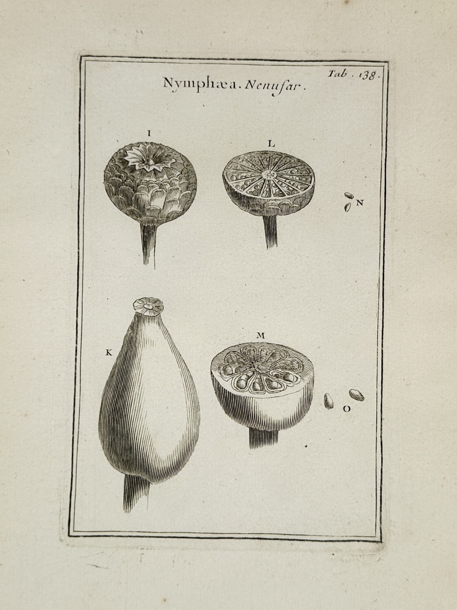 Joseph Pitton de Tournefort (1656–1708) – Botanical Illustrations of Water Lily (1 of 2)