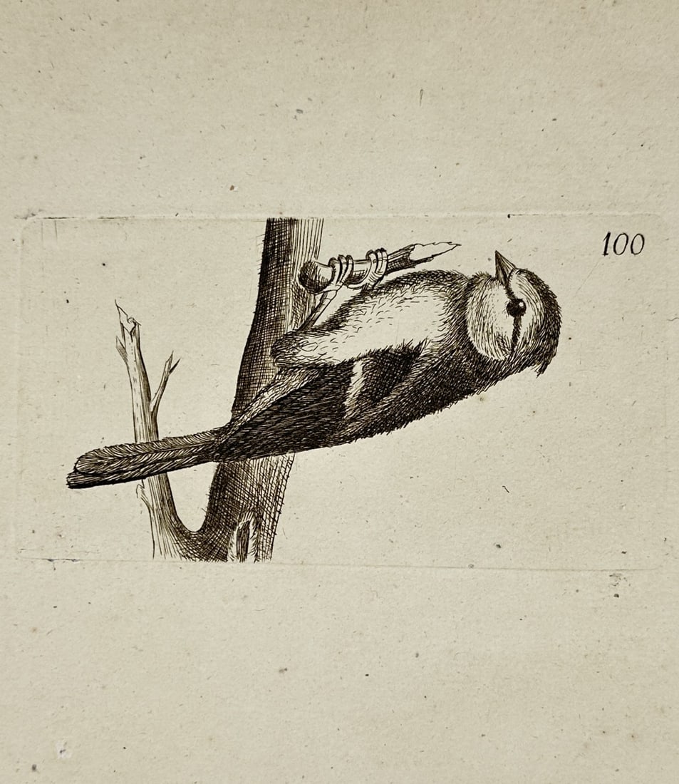 Unknown Artist – Long-tailed Tit – Engraving (1700–1800) (1 of 2)