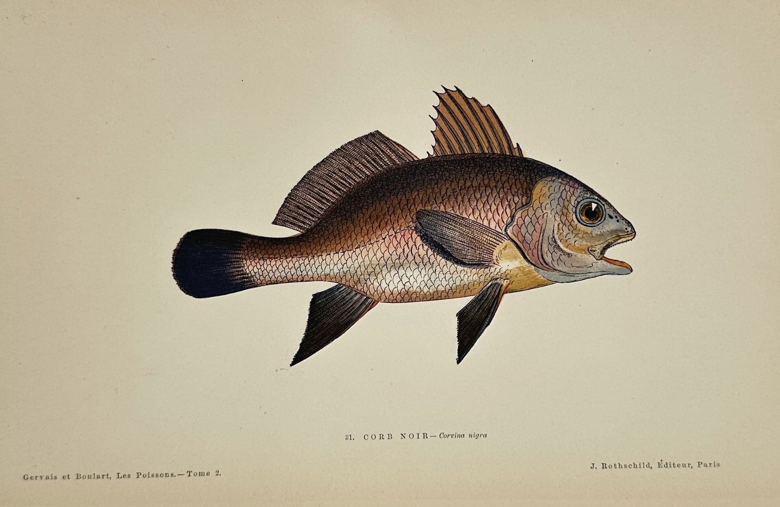 Jules Rothschild (1838–1900) – Corb – Hand-colored Engraving (1876–1877) (1 of 2)