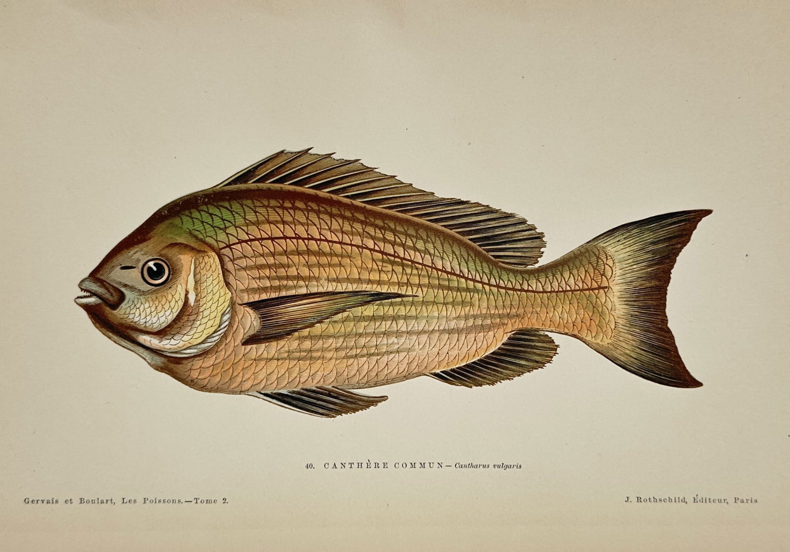 Jules Rothschild (1838–1900) – Black Seabream – Hand-colored Engraving (1876) (1 of 2)