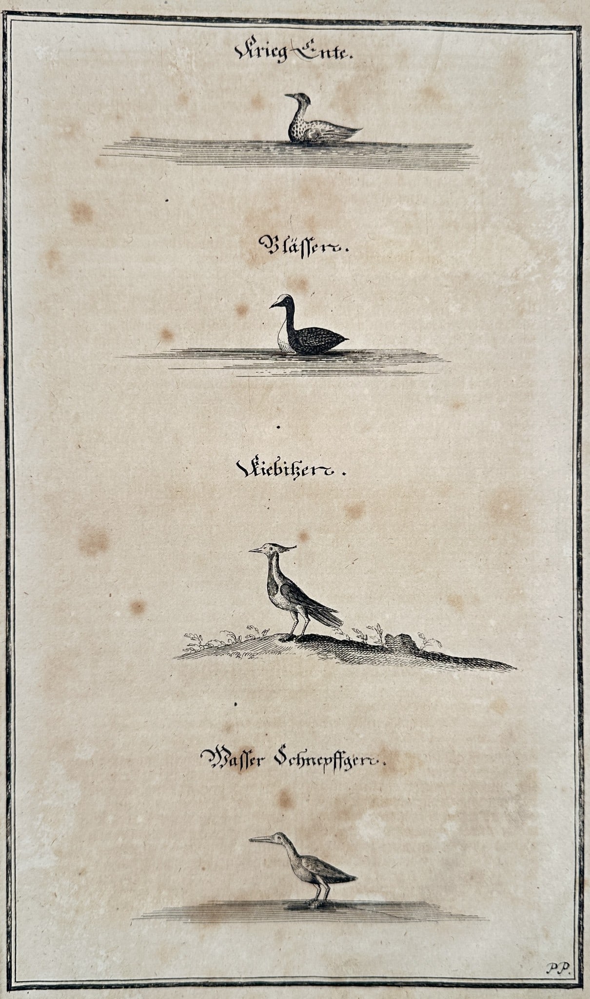 Johann Friedrich von Flemming (1670–1733) – Water Birds from German Hunting (1 of 2)