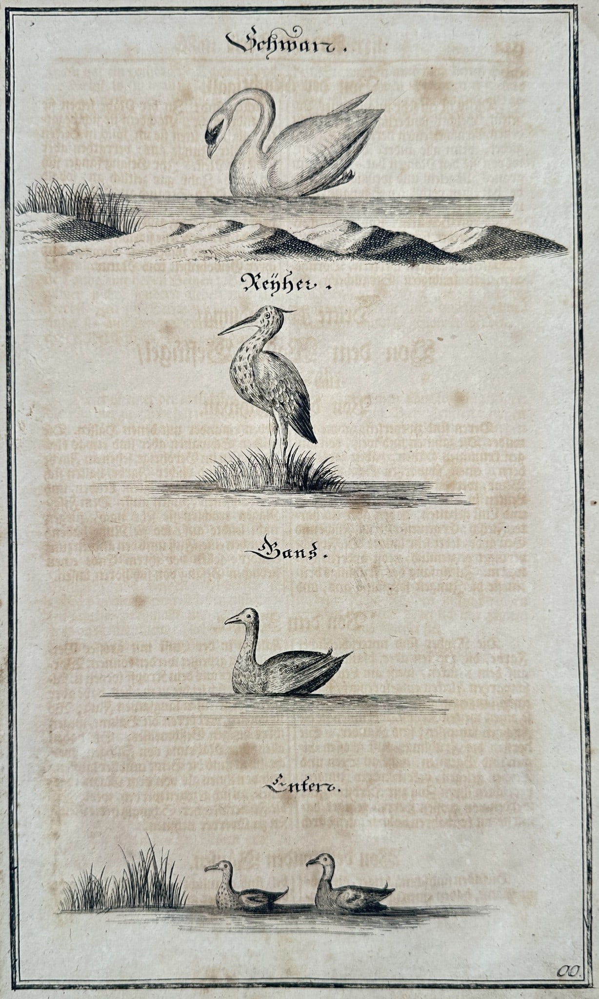 Johann Friedrich von Flemming (1670–1733) – Large Water Birds from German (1 of 2)