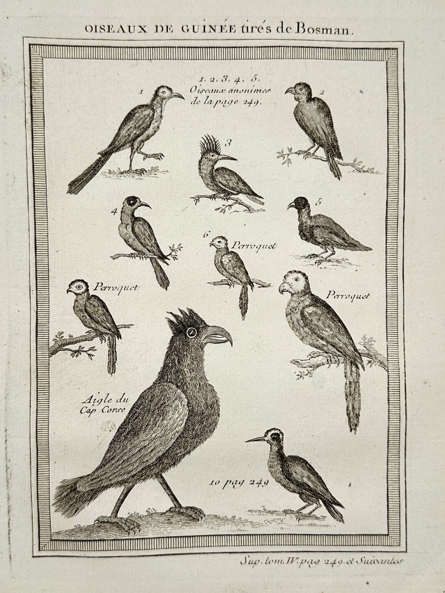 Antoine-François Prévost d'Exiles (1697–1763) – Birds of Guinea – Engraving (1 of 2)