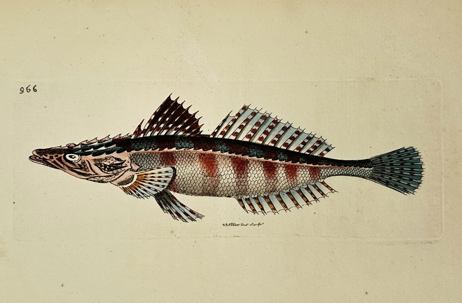 Frederick Nodder (active 1770–1800) – Mailed Gurnard – Engraving (1806) (1 of 2)
