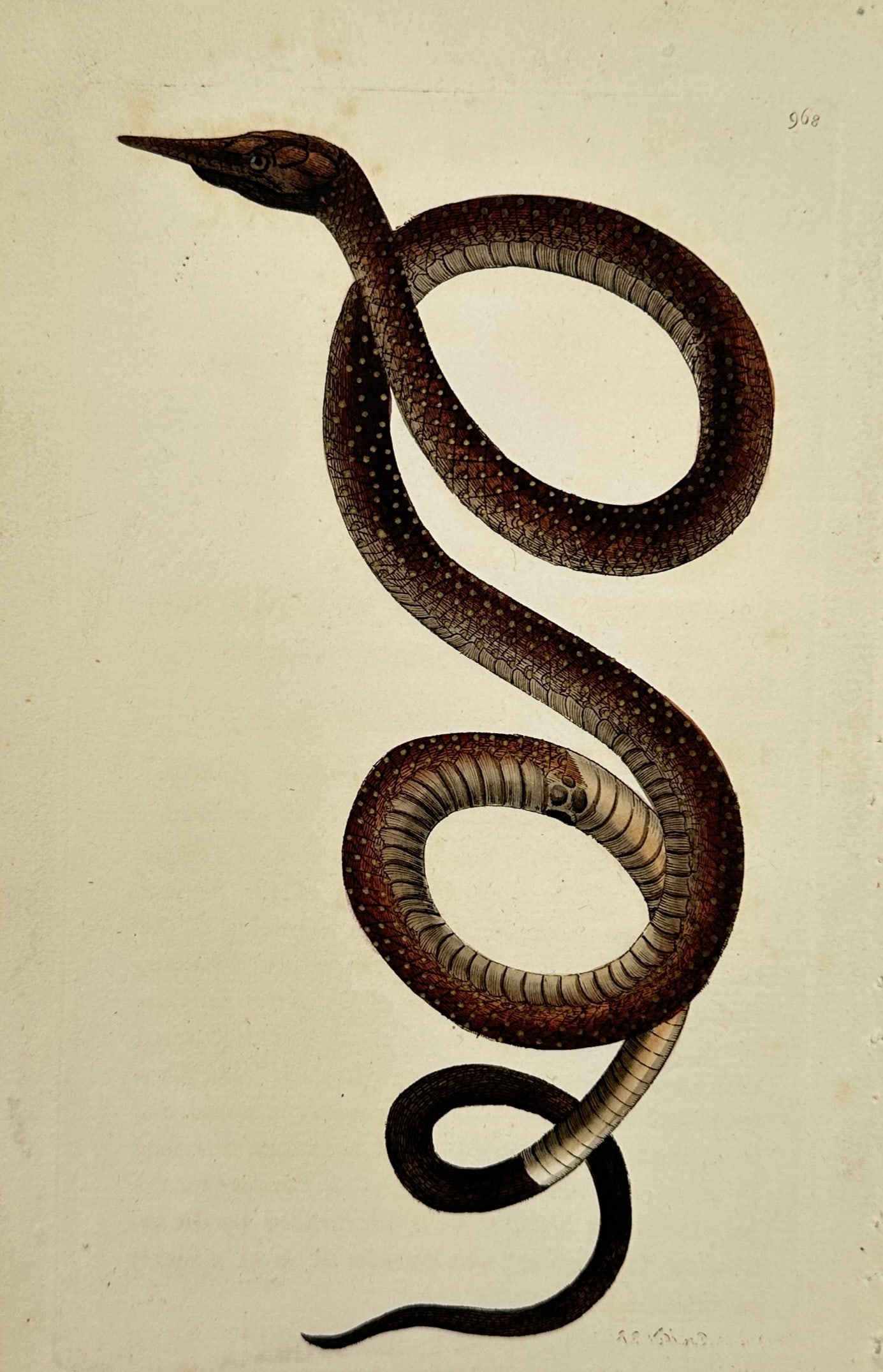 Frederick Nodder (active 1770–1800) – Long-nosed Snake – Engraving (1806) (1 of 2)