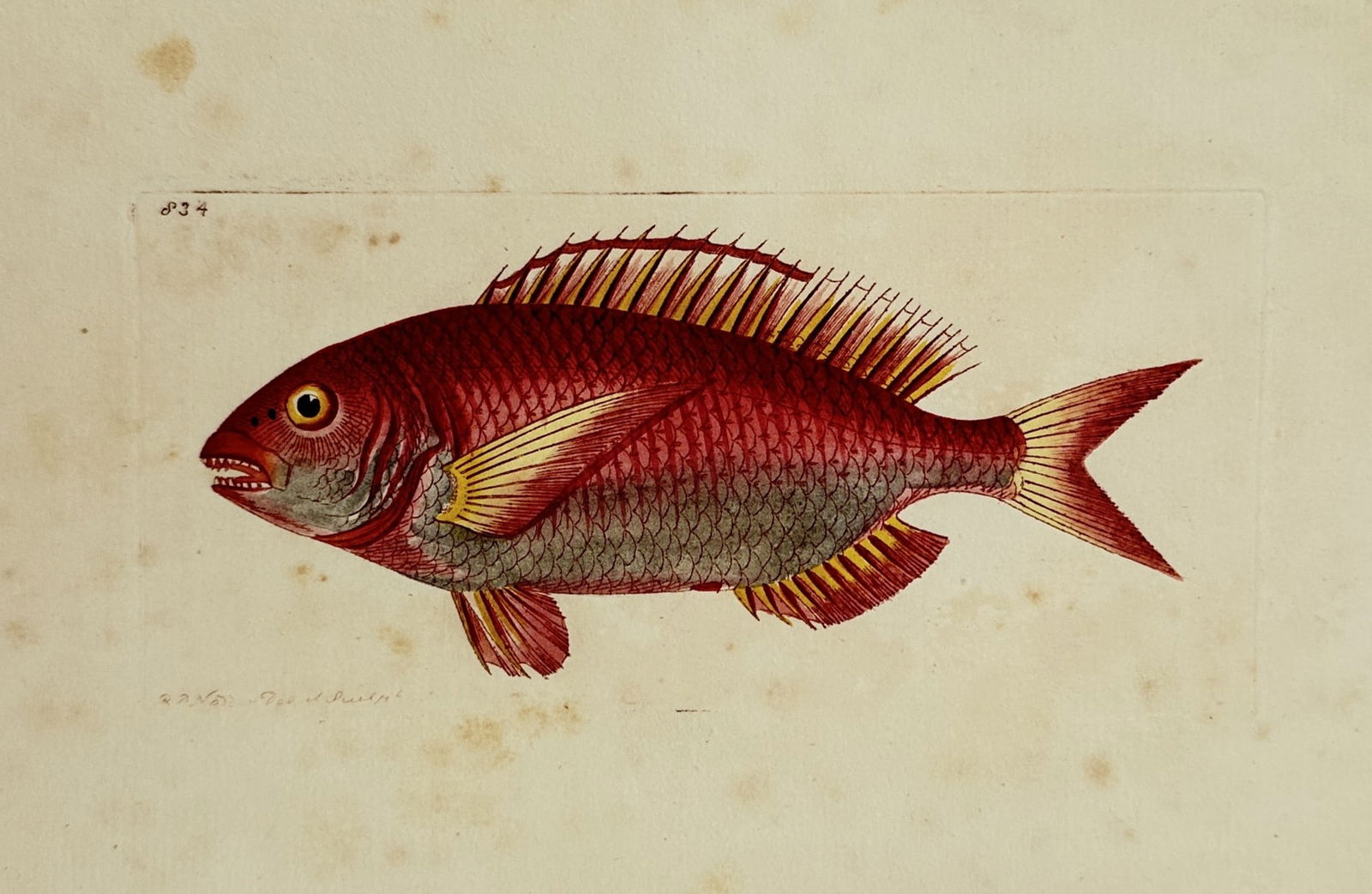 Frederick Nodder (active 1770–1800) – Red Surmullet – Engraving (1806) (1 of 2)