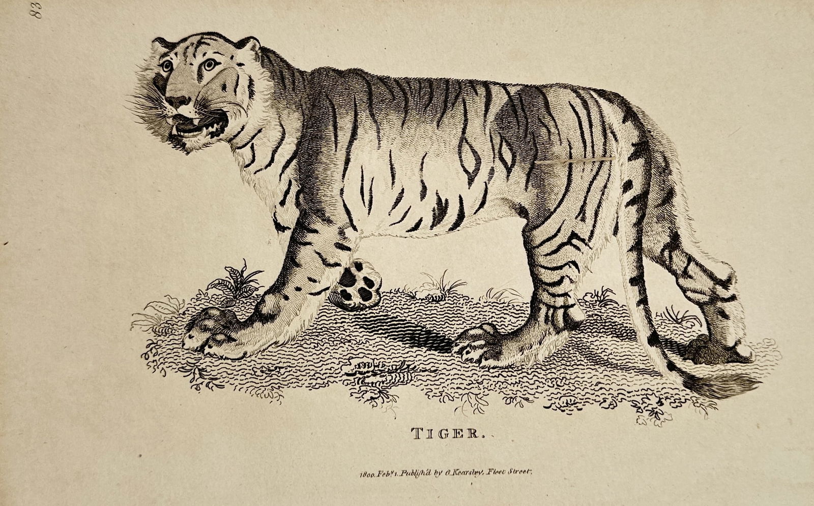 George Shaw (1751–1813) – Tiger – Engraving (1791) (1 of 2)
