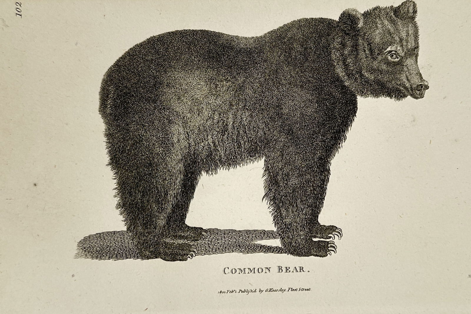 George Shaw (1751–1813) – Common Bear – Engraving (1791) (1 of 2)