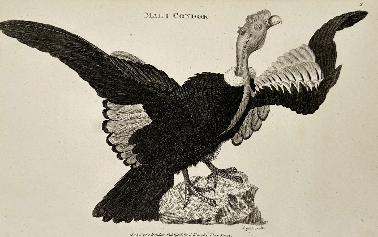 George Shaw (1751–1813) – Male Condor – Engraving (1808) (1 of 2)