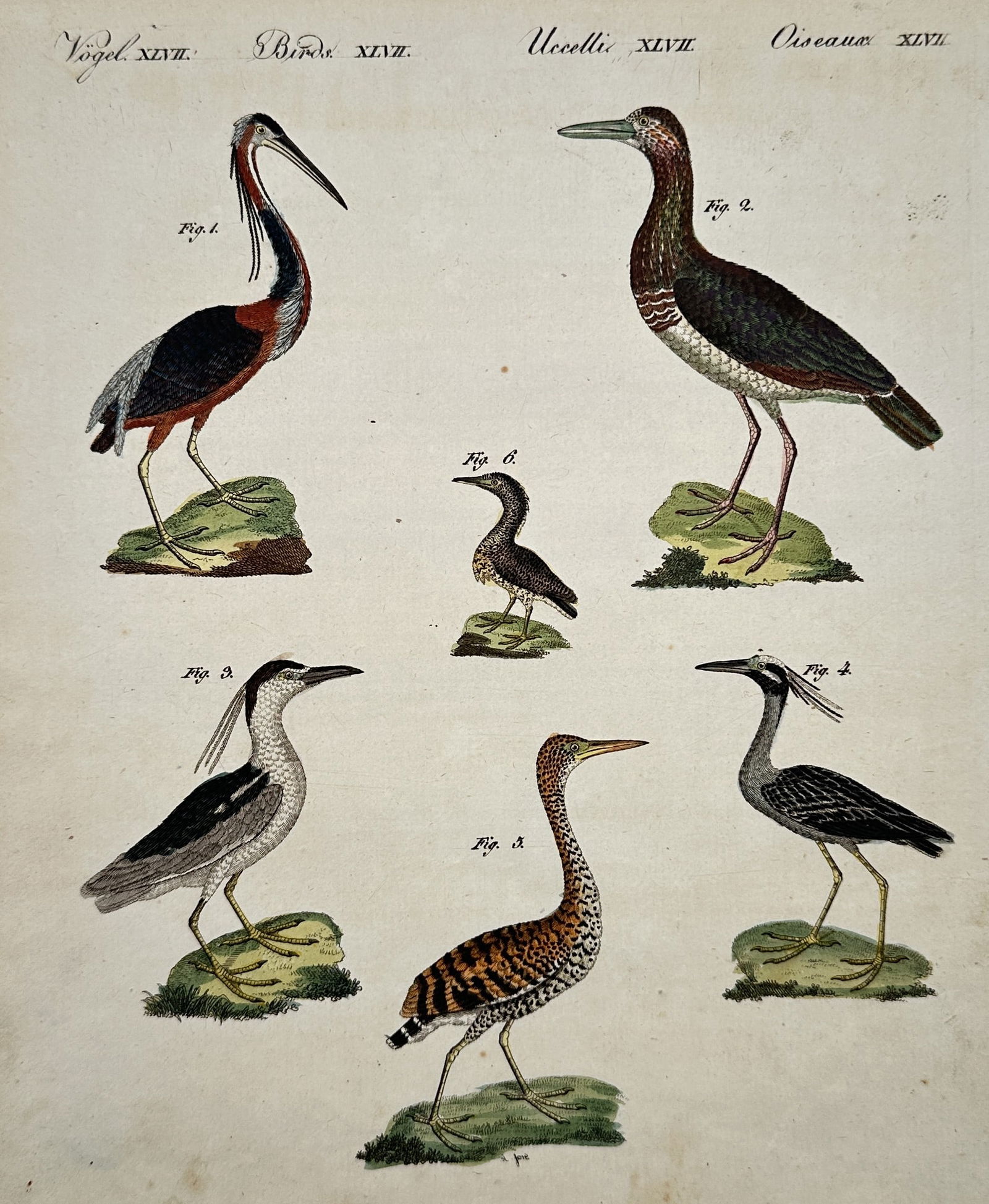 Friedrich Justin Bertuch (1747–1822) – Various Wading Birds – Illustration (1792) (1 of 2)