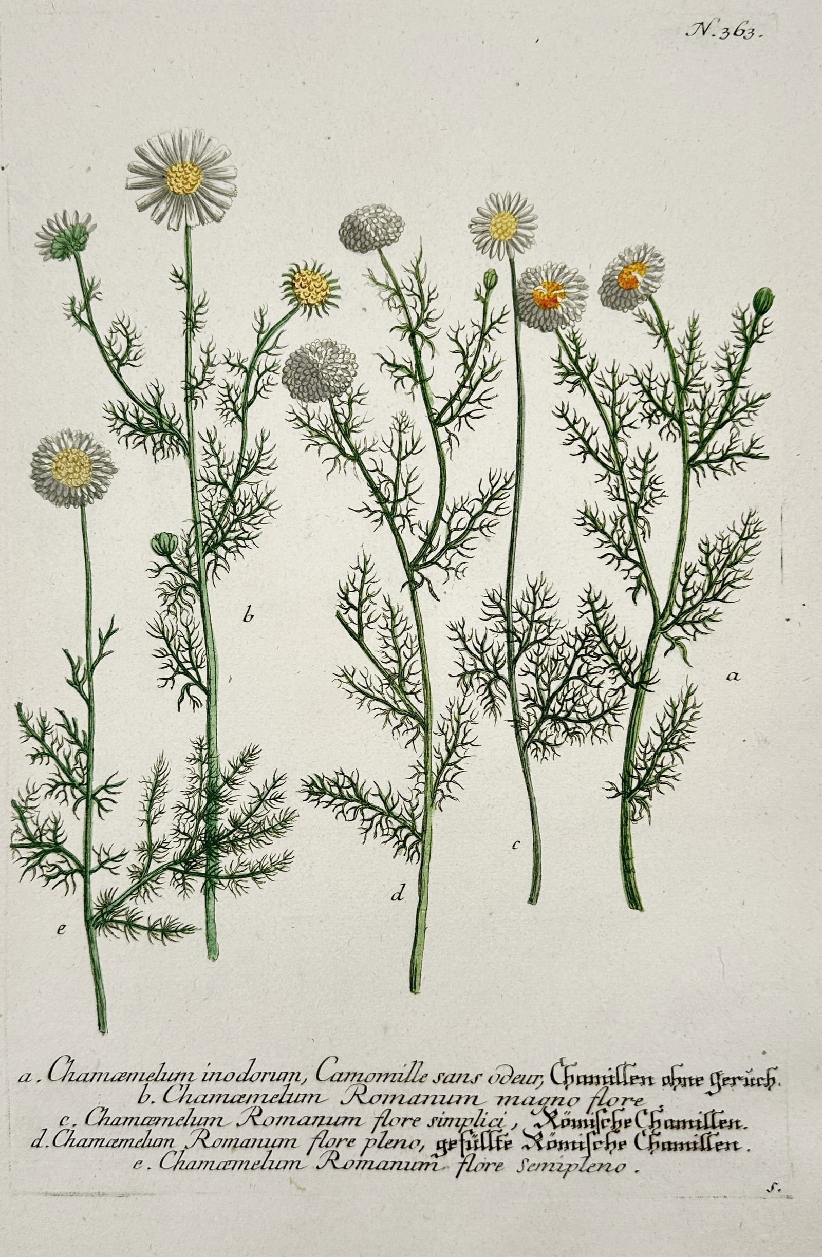 Johann Wilhelm Weinmann (1683–1741) – Various Chamomile Species – Hand-colored (1 of 2)