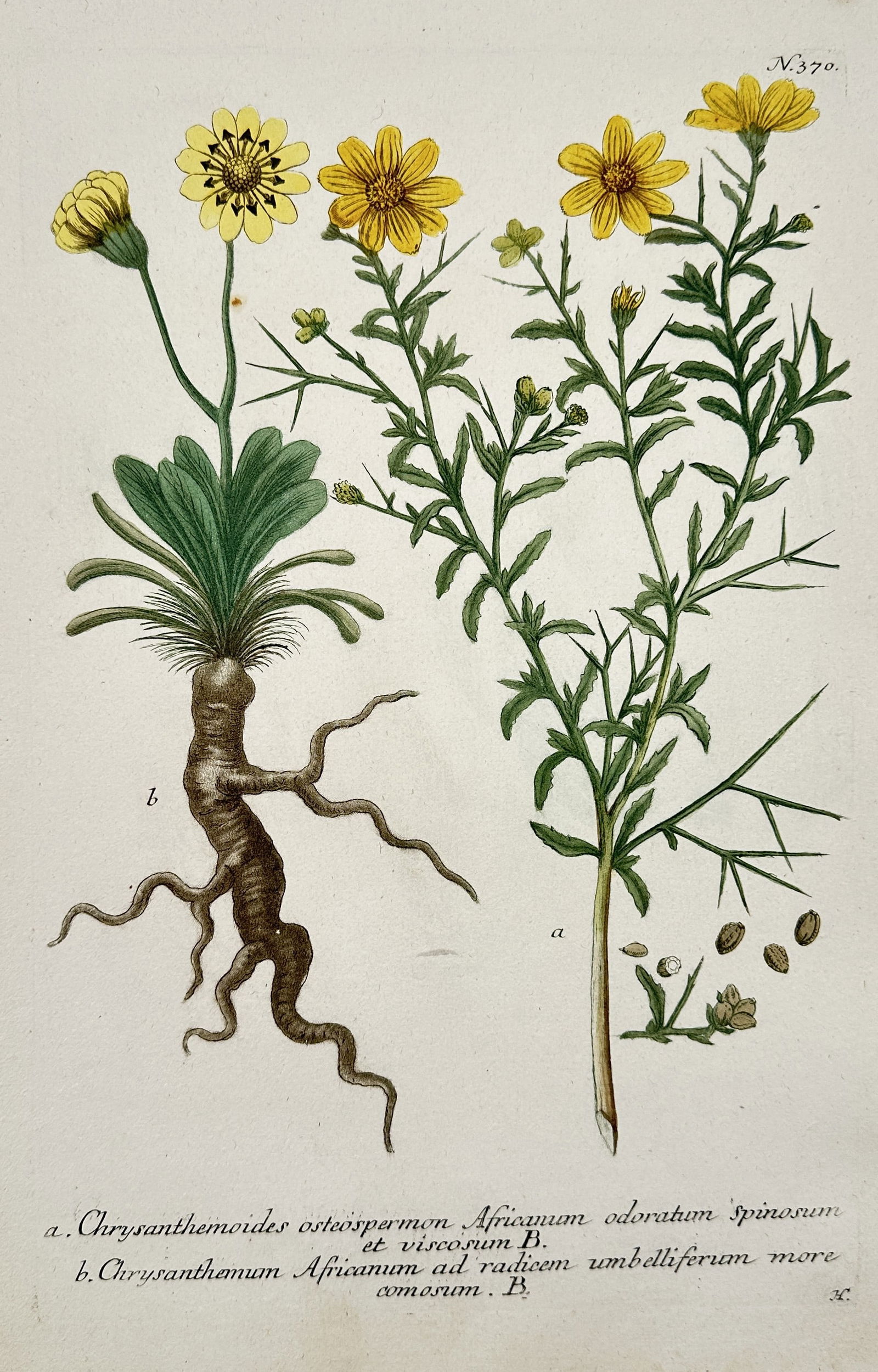 Johann Wilhelm Weinmann (1683–1741) – African Daisy and Chrysanthemum – Hand (1 of 2)