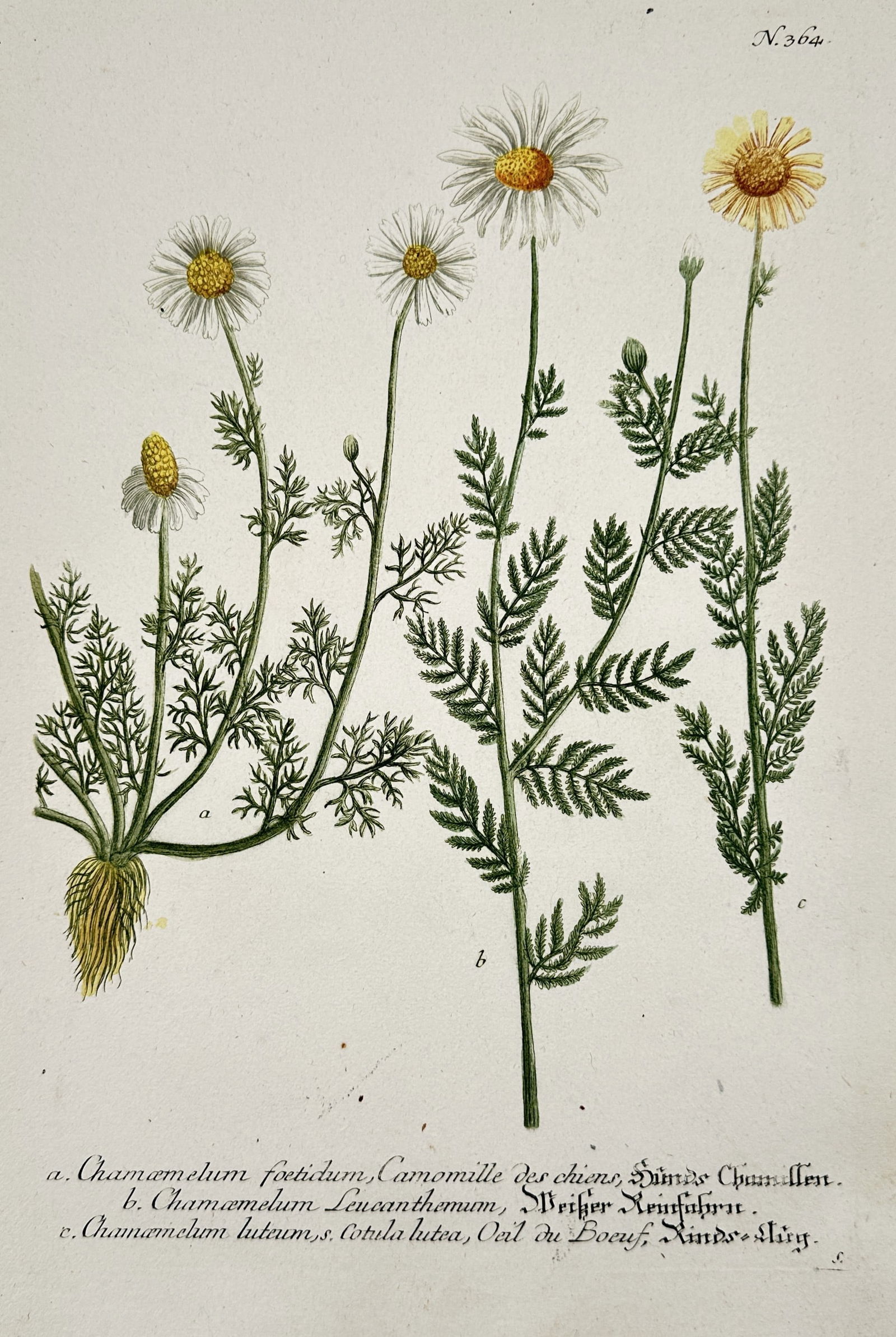 Johann Wilhelm Weinmann (1683–1741) – Various Chamomile Species – Hand colored (1 of 2)