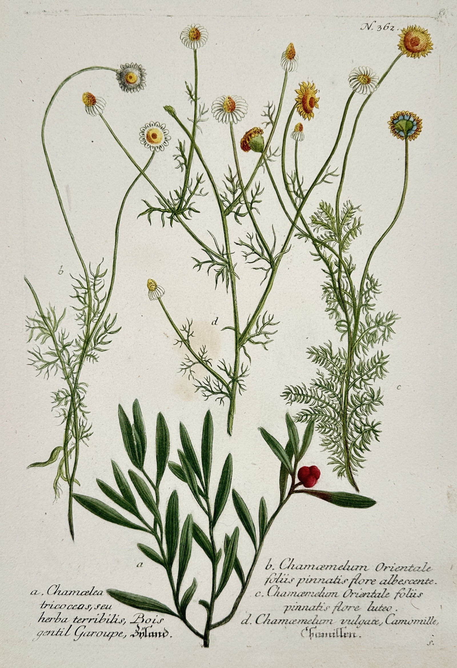 Johann Wilhelm Weinmann (1683–1741) – Various Chamomile and Herbaceous Species: This botanical illustration features several studies of flowering plants, including various species of Oriental chamomile (Chamaemelum orientale) and the Widow-wail (Chamaelea tricoccos). The upper po