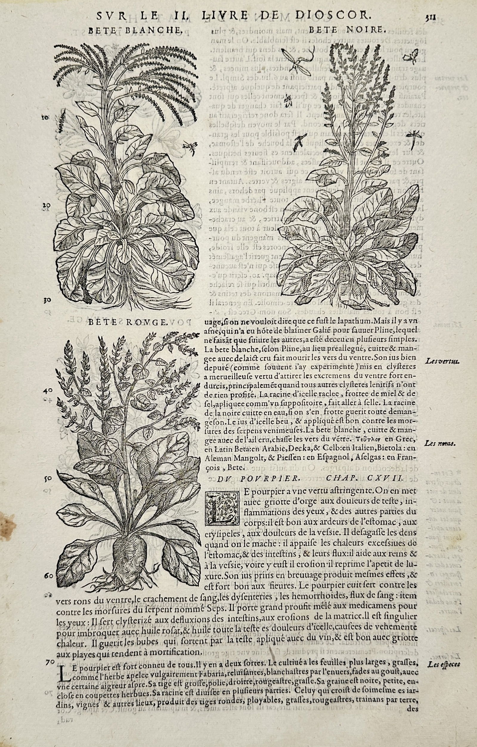 Pietro Andrea Mattioli (1501–1578) – Botanical Study of Beet and Purslane – Woodcut (1 of 3)