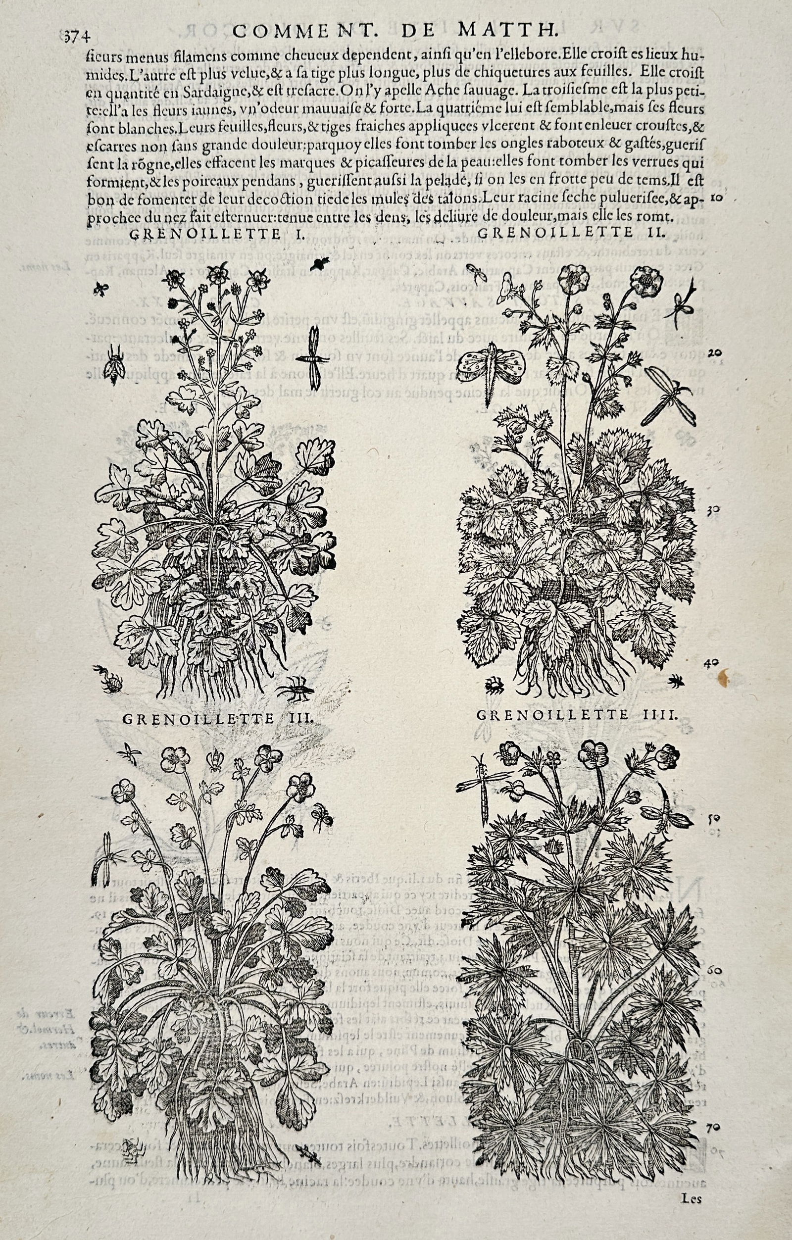 Pietro Andrea Mattioli (1501–1578) – Botanical Study of Four Varieties of Buttercup: This botanical illustration presents a detailed study of four varieties of "Grenoillette" (Buttercup/Ranunculus), categorized as types I through IIII. The woodcuts are arranged in two rows, each displ