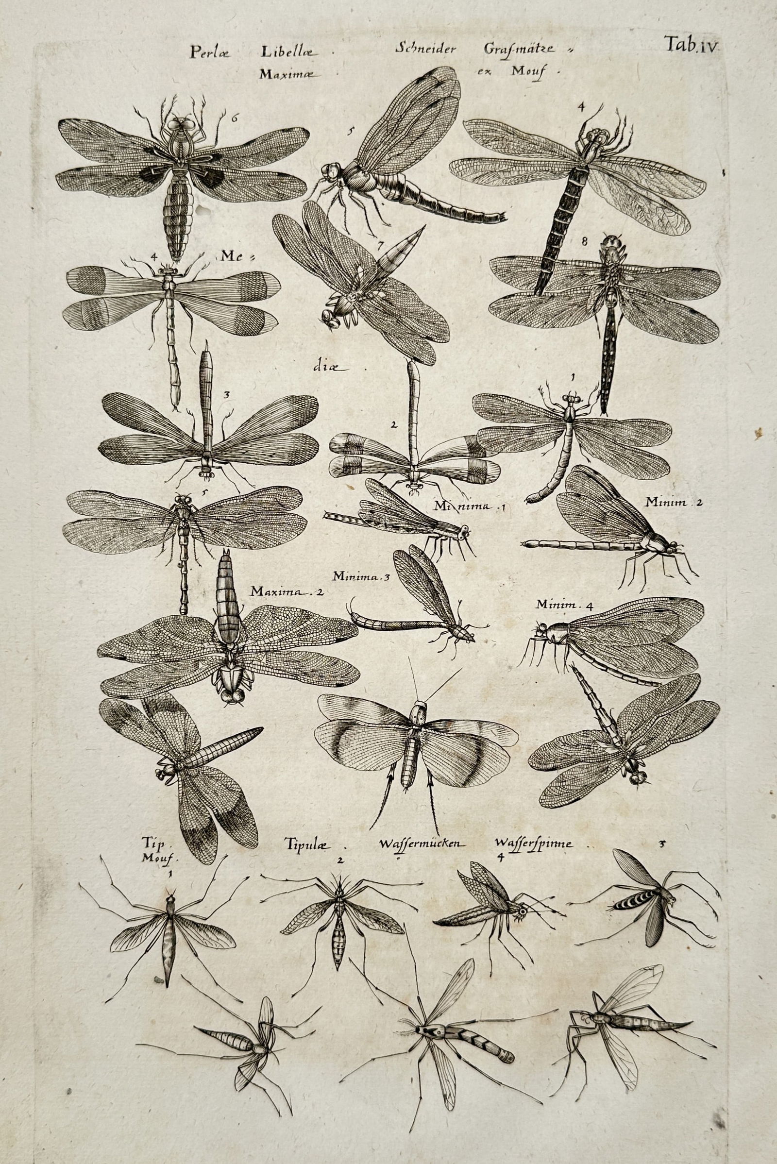 Jan Jonston (1603–1675) – Entomological Study of Dragonflies and Tipula – Engraving (1 of 2)