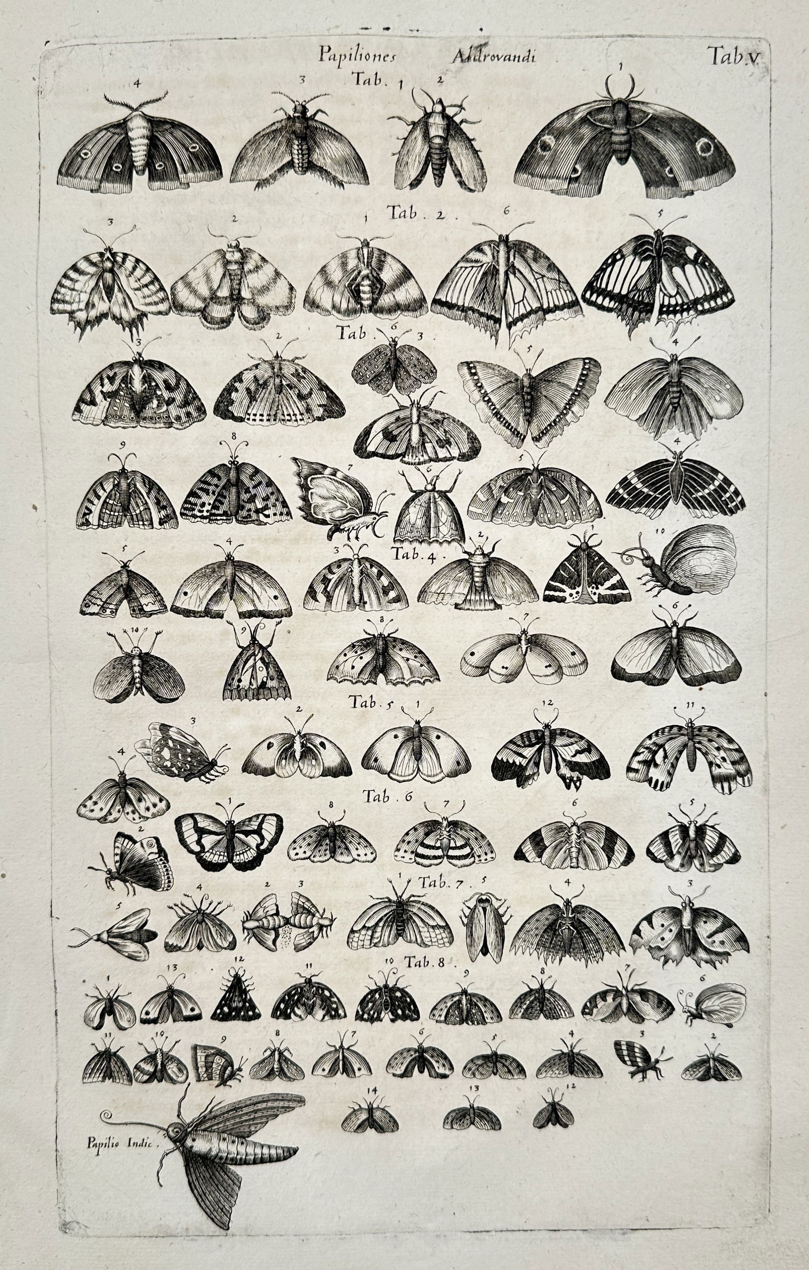 Jan Jonston (1603–1675) – Entomological Study of Moths and Butterflies – Engraving (1 of 2)