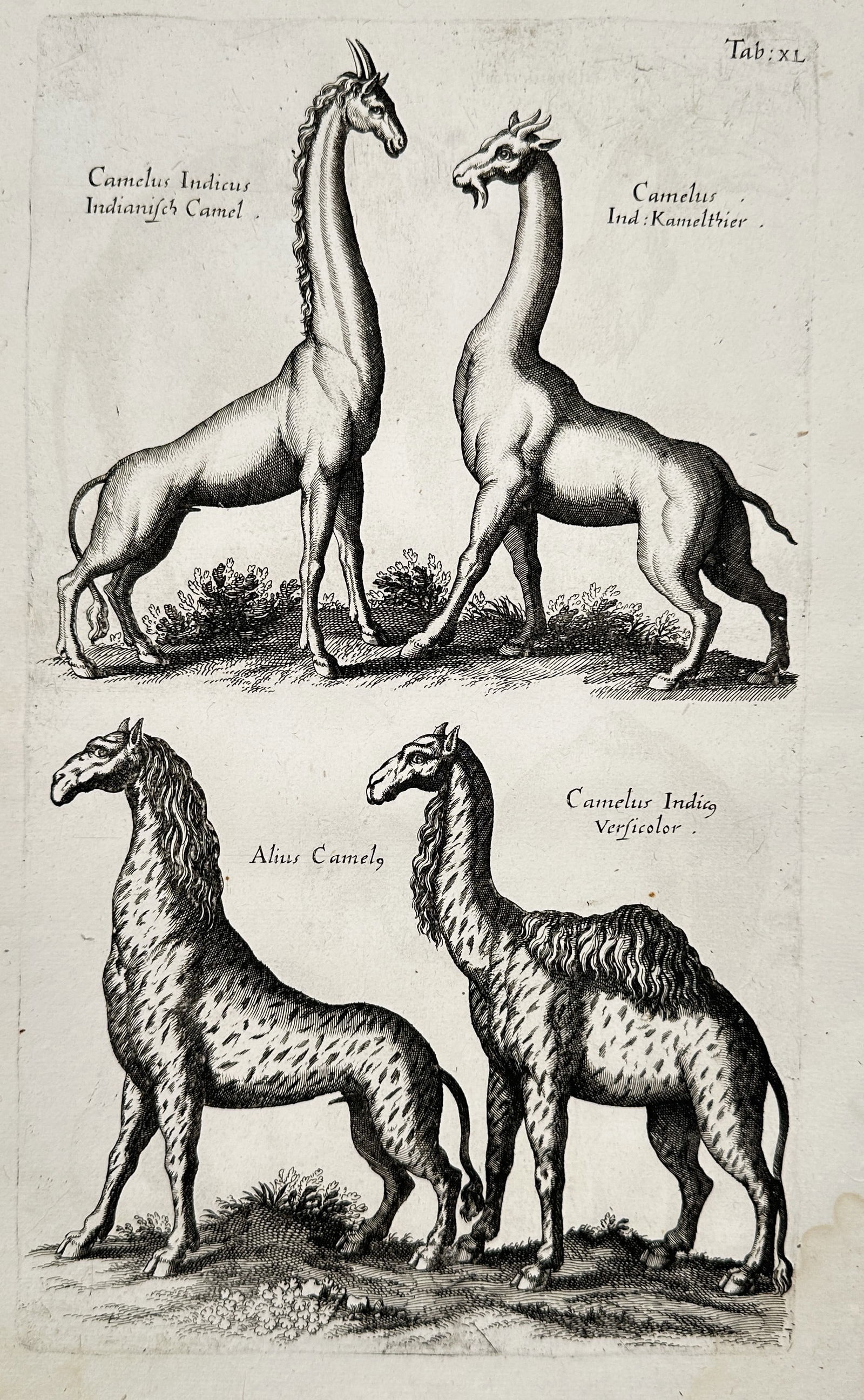 Jan Jonston (1603–1675) – Study of Indian Camels and Spotted Llamas – Engraving (1 of 2)