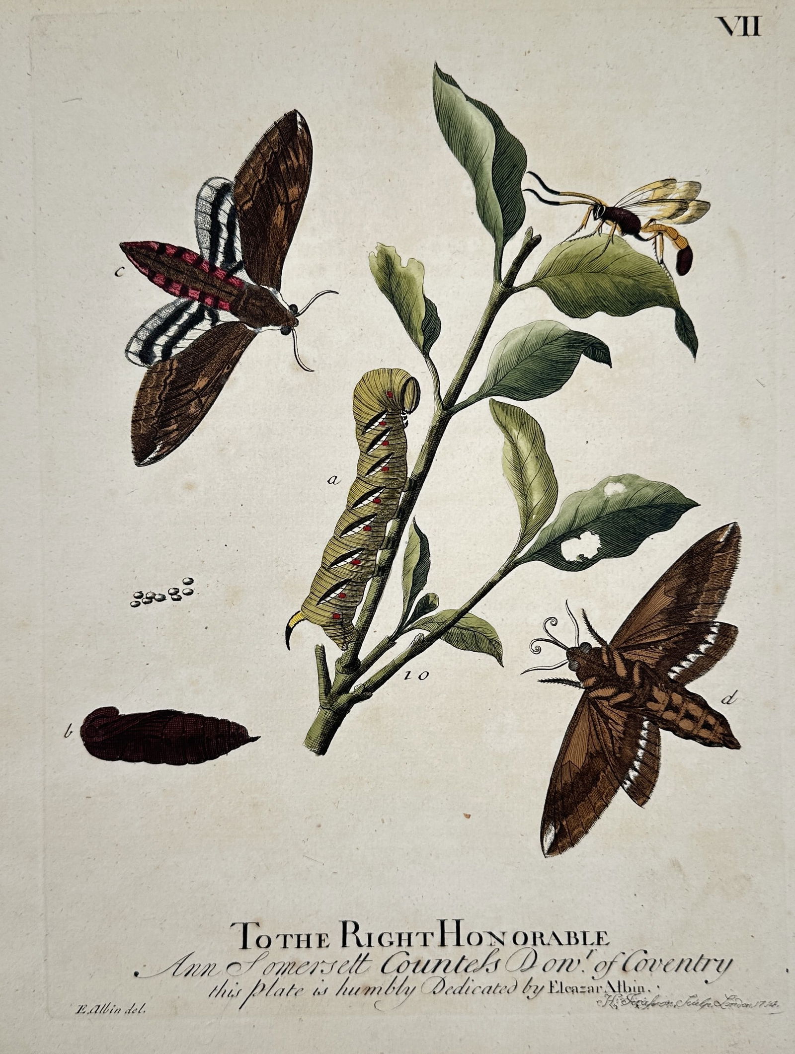 Eleazar Albin (1690–1742) – Life Cycle of the Privet Hawk Moth – Hand-colored (1 of 2)