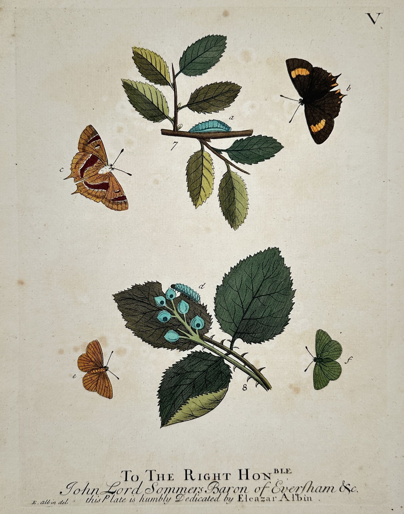 Eleazar Albin (1690–1742) – Life Cycle of the White Admiral and Green Hairstreak (1 of 2)
