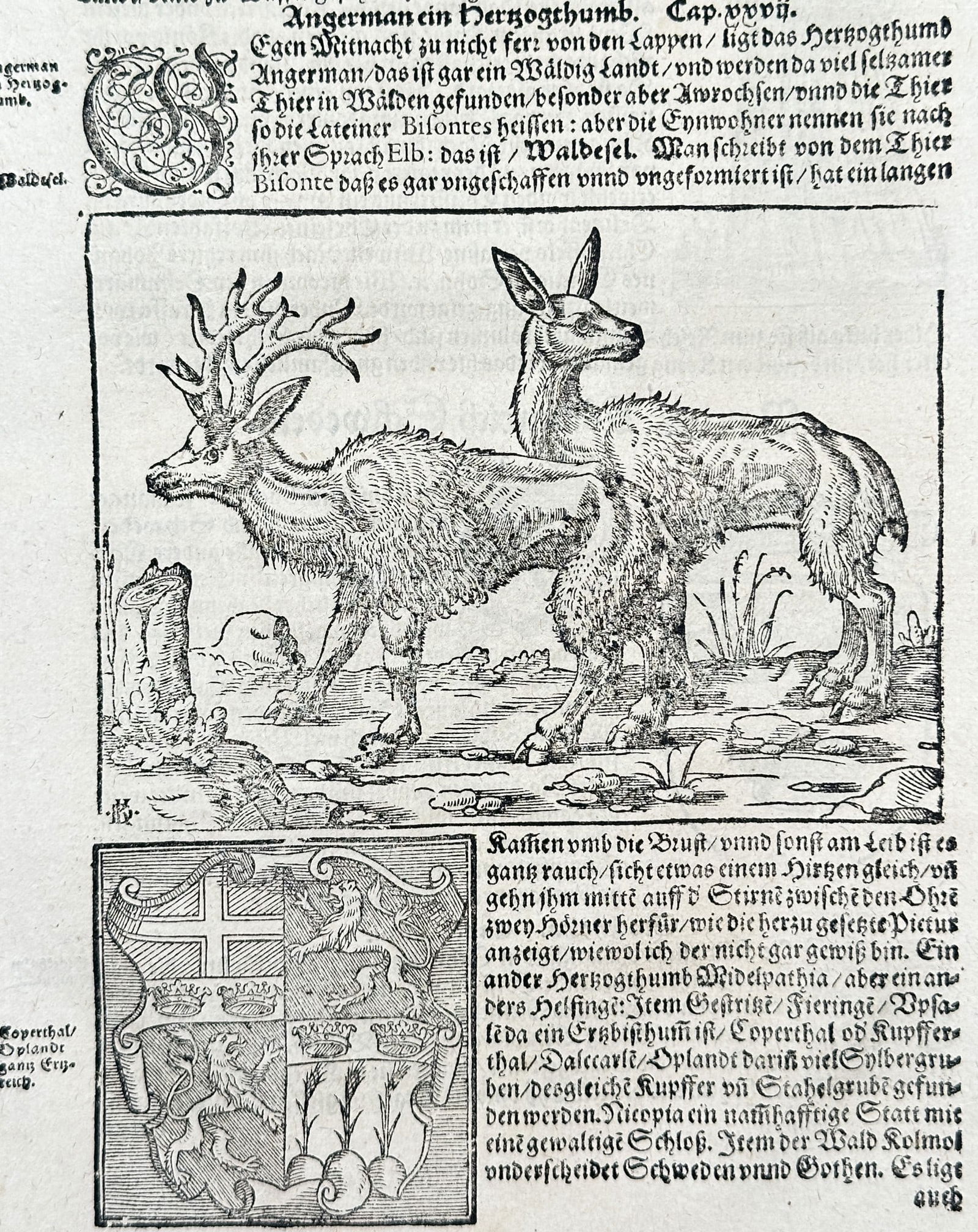 Sebastian Münster (1488–1552) – Illustration of Northern European Wildlife (1 of 3)