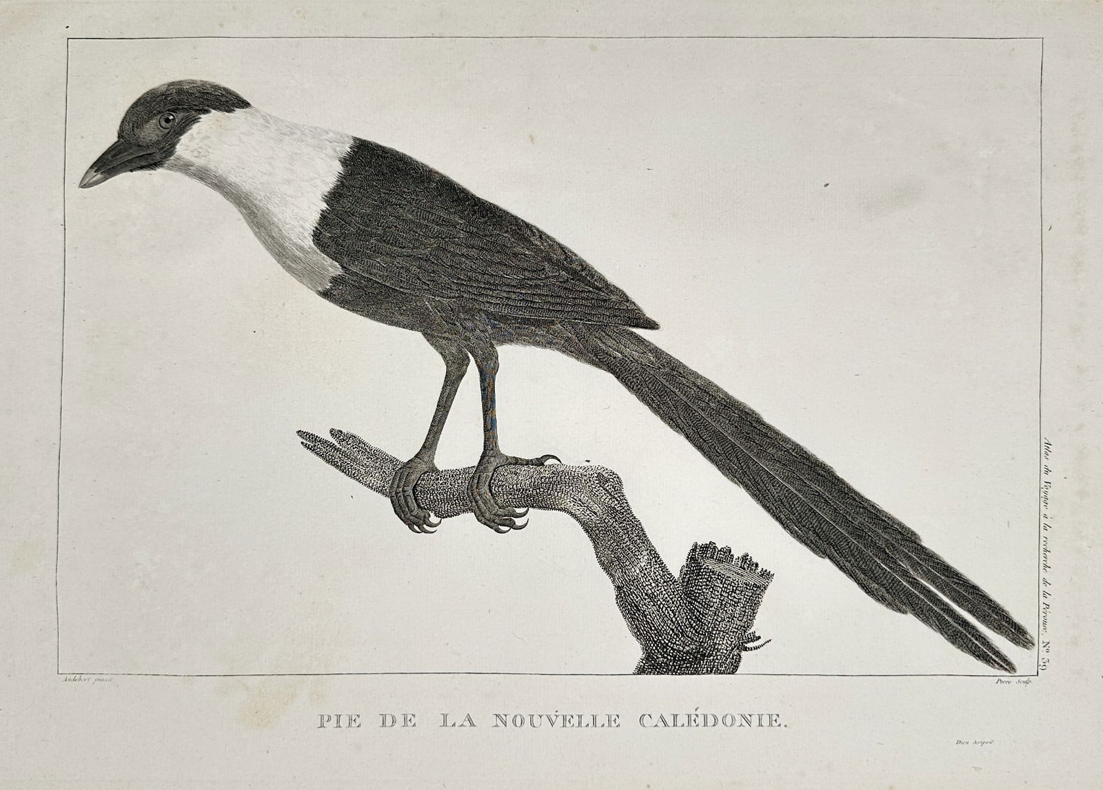 Jean Piron (Active 1790s) - New Caledonian Magpie (Pie de la Nouvelle Calédonie) (1 of 2)