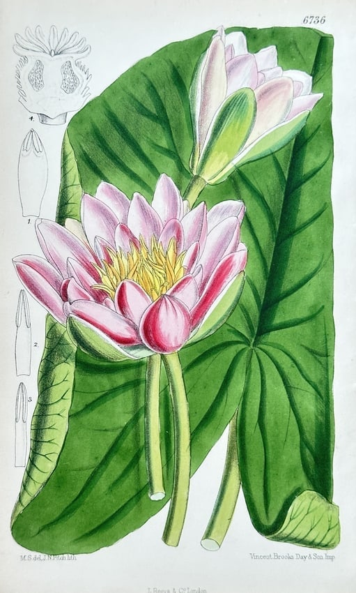 Samuel Curtis (1746–1799) – Hairy Water Lily – Hand-coloured lithograph (1 of 2)
