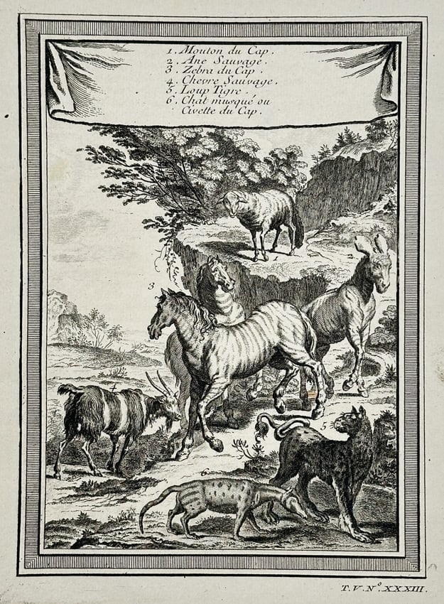 Antoine-François Prévost d'Exiles (1697–1763) – Animals of the Cape of Good Hope (1 of 2)