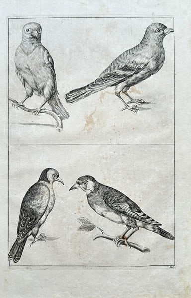 Frederick de Wit (1630–1706) – Different studies of Birds – Engraving (1 of 2)