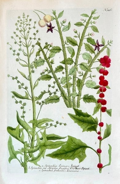 Johann Wilhelm Weinmann (1683–1741) – Studies of Spinach Varieties (Spinacia) (1 of 2)
