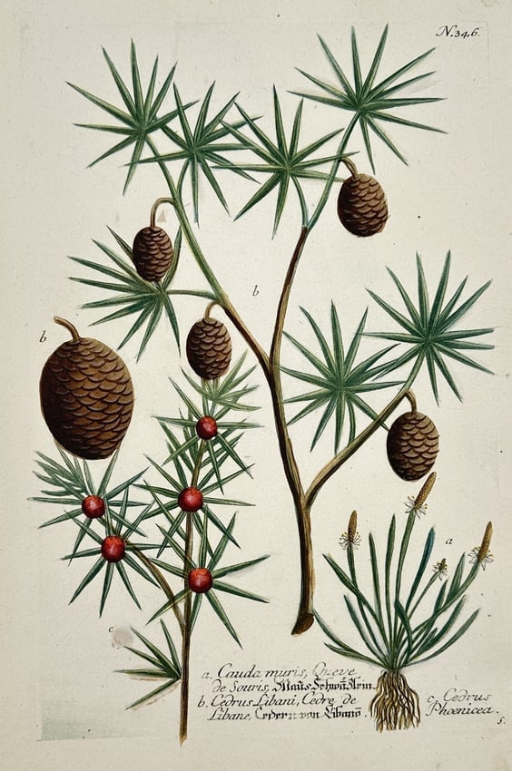 Johann Wilhelm Weinmann – Illustration of Cedar and Cone-bearing Plants - Hand (1 of 2)