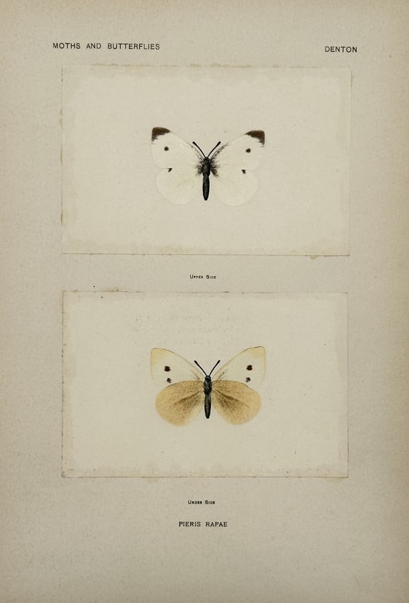 Sherman F. Denton (1856–1937) – Moths and Butterflies: Pieris Rapae - Halftone (1 of 2)