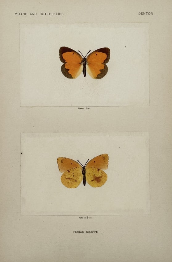 Sherman F. Denton (1856–1937) – Moths and Butterflies: Terias Nicippe - Halftone (1 of 2)