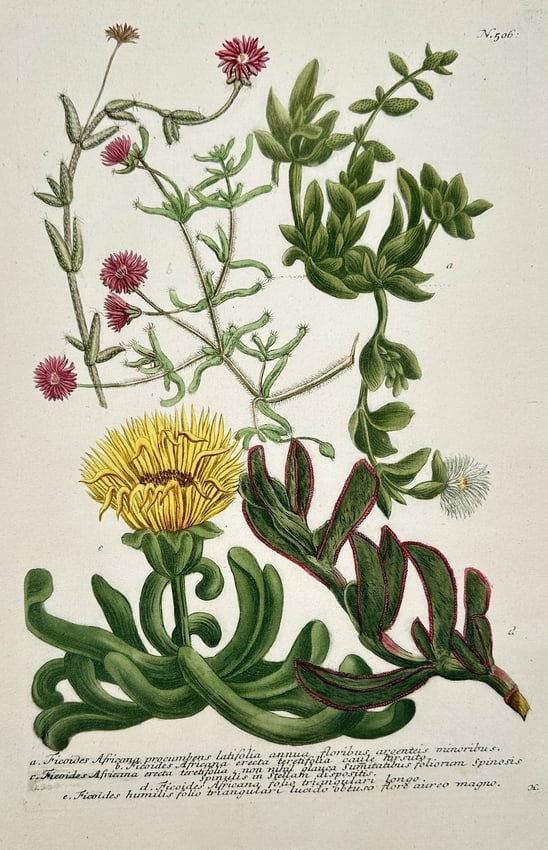 Johann Wilhelm Weinmann – Illustration of Ficoides and African Composite Plants (1 of 2)