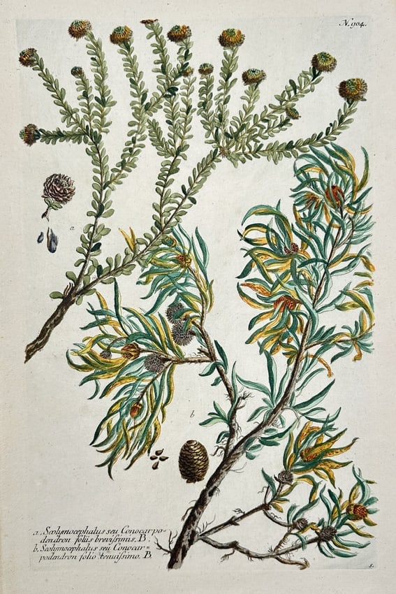 Johann Wilhelm Weinmann – Illustration of Saltwort and Related Plants - Hand-colored (1 of 2)