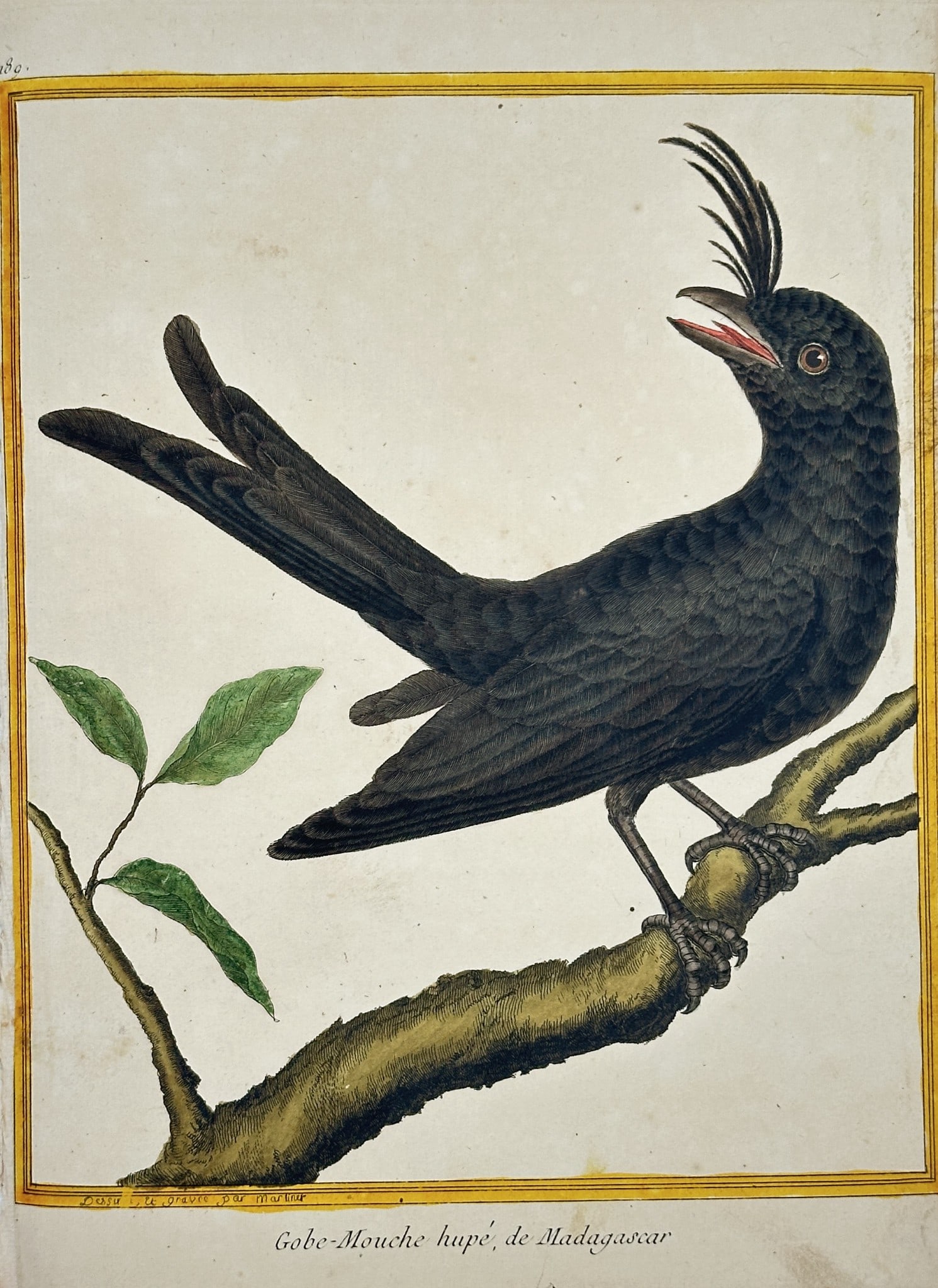 François Nicolas Martinet (1731–1804) – Crested Flycatcher of Madagascar (1 of 2)