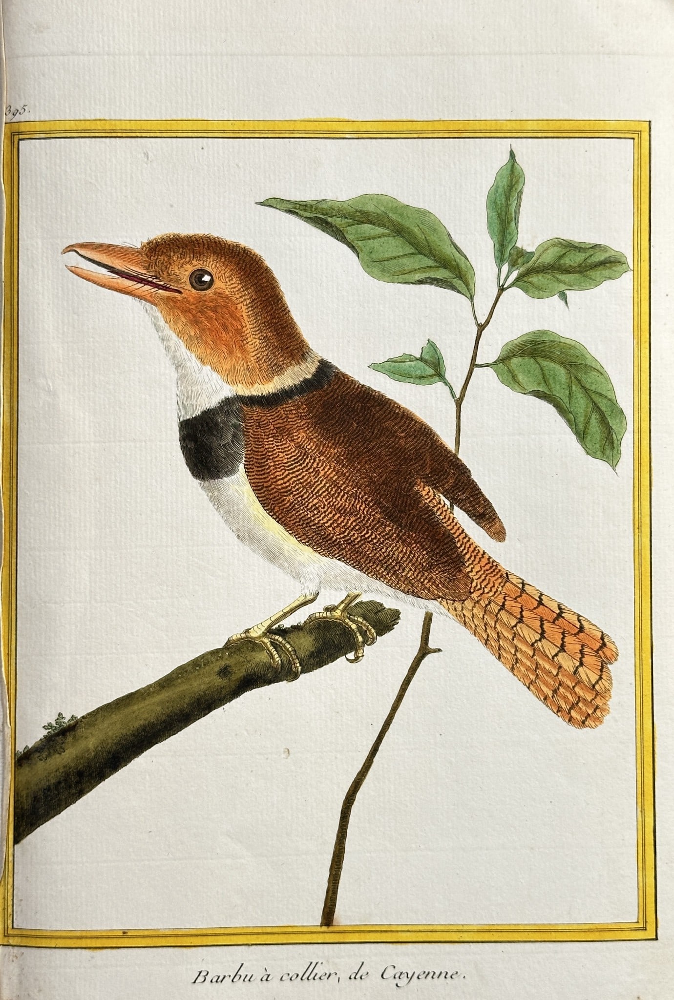 François Nicolas Martinet (c. 1725–1804) – Collared Barbet of Cayenne (1 of 2)