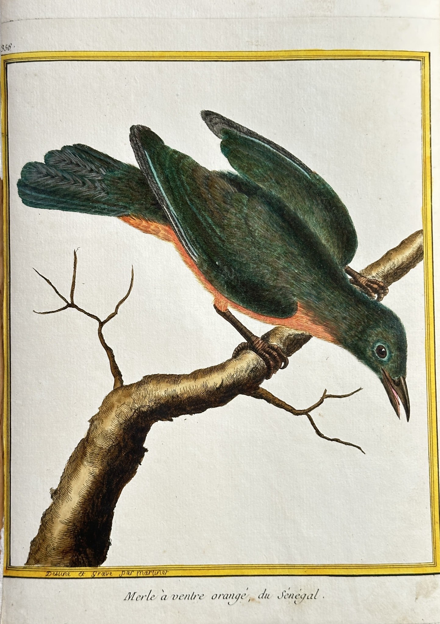 François Nicolas Martinet (c. 1725–1804) – Orange-bellied Thrush of Senegal (1 of 2)