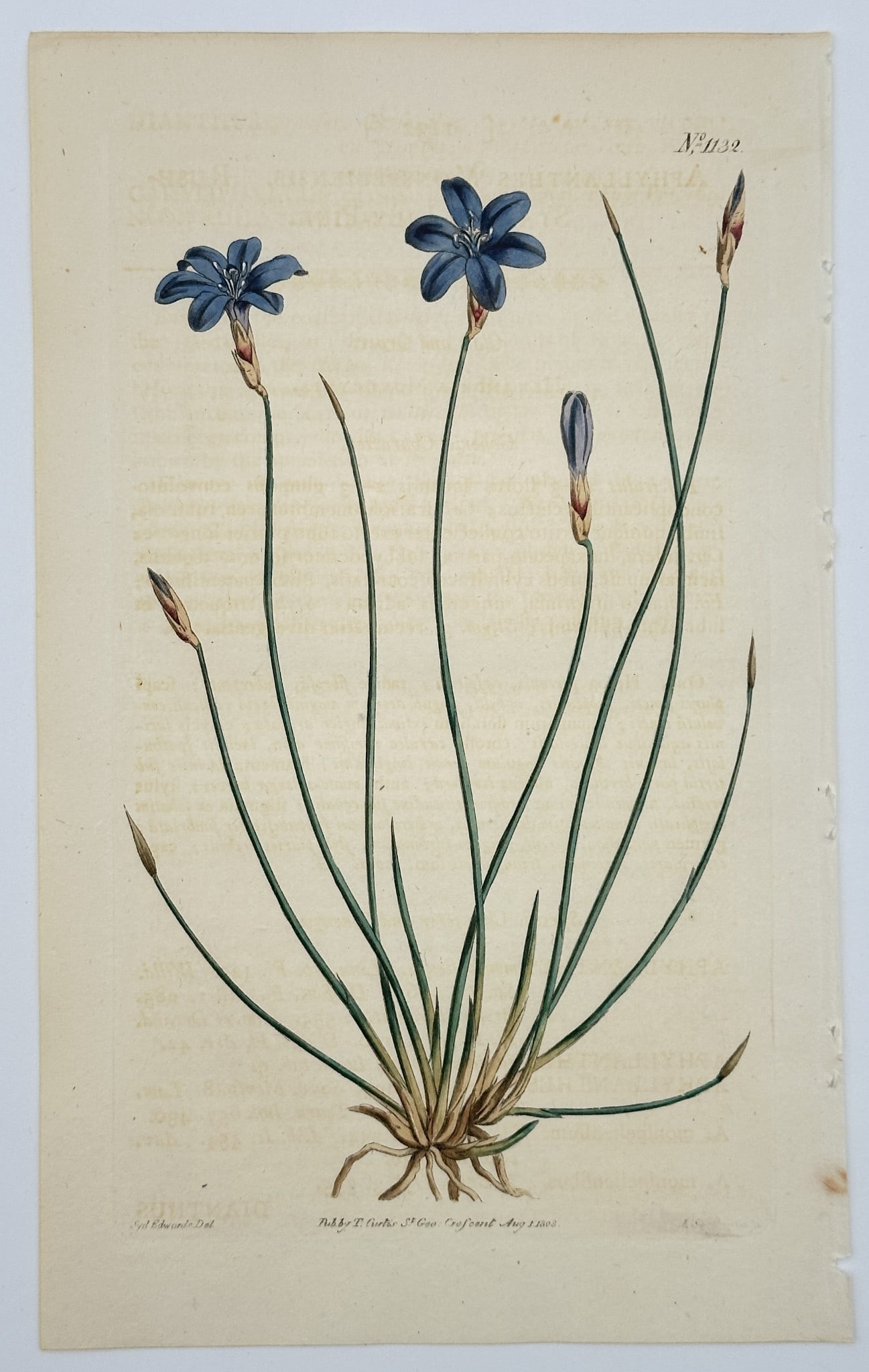 William Curtis (1746–1799) – Rush-leaf Aphyllanthes – Engraving (1808) (1 of 2)