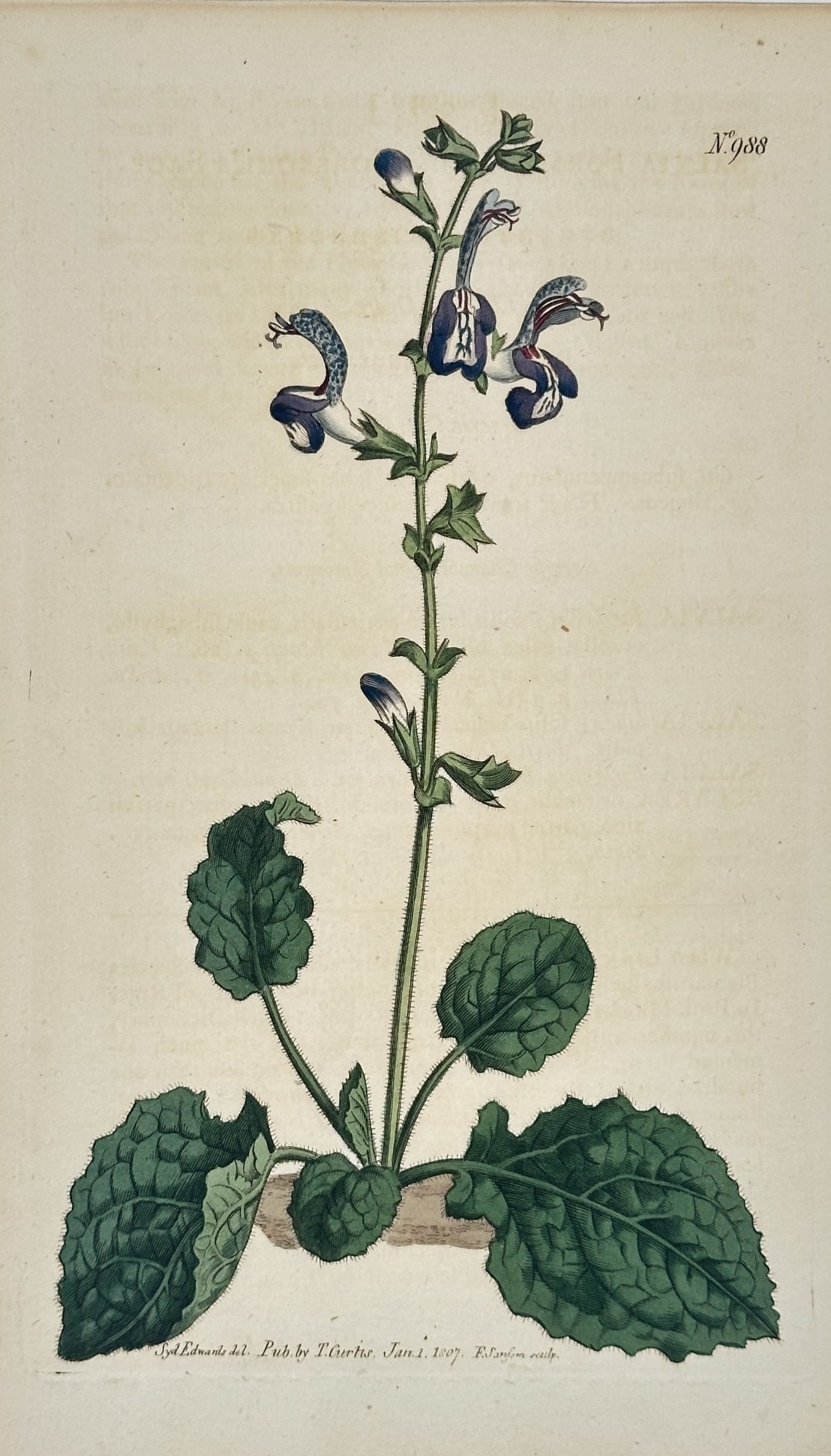 William Curtis (1746–1799) – Long-flowered Sage – Engraving (1807): This engraving depicts a long-flowered sage specimen, showing a tall, central flowering spike rising from a cluster of broad, textured green leaves at the base. The illustration captures the unique ho