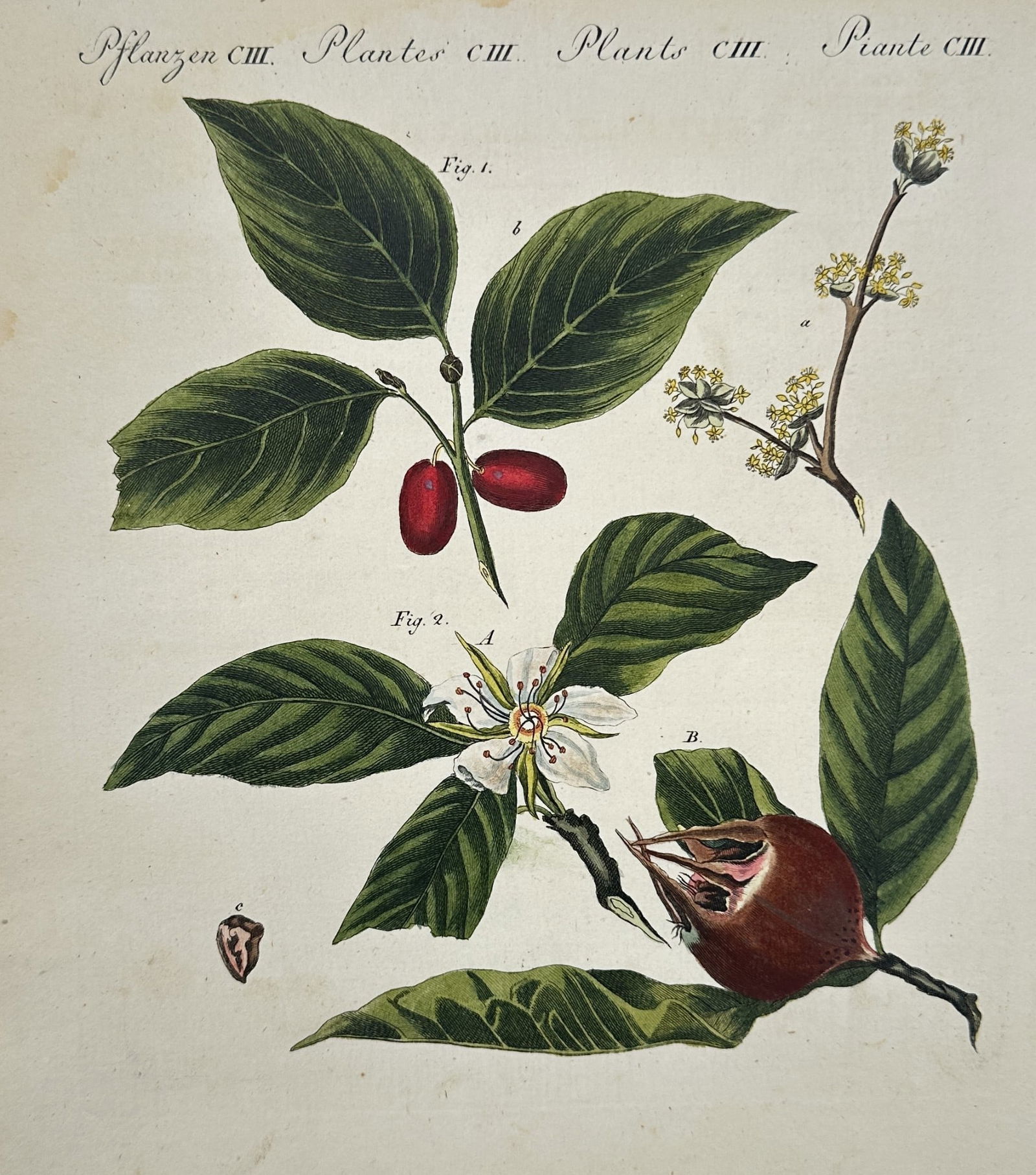 Friedrich Justin Bertuch (1747–1822) – Cornelian Cherry and Common Medlar (1 of 2)